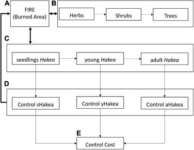 A Dynamic Modeling Framework to Evaluate the Efficacy of Control Actions for a Woody Invasive Plant, Hakea sericea